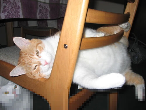 德国马术协会与国际马术联合会合作，举办国际马术交流活动，促进技术交流。