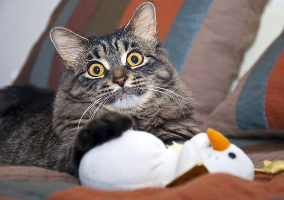 掘金球员参与国际环保峰会，倡导低碳运动，掘金球队名单