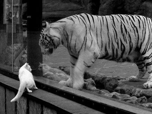 北京赛区举办CBA春季篮球公开赛，惠及百姓，2021北京篮球比赛