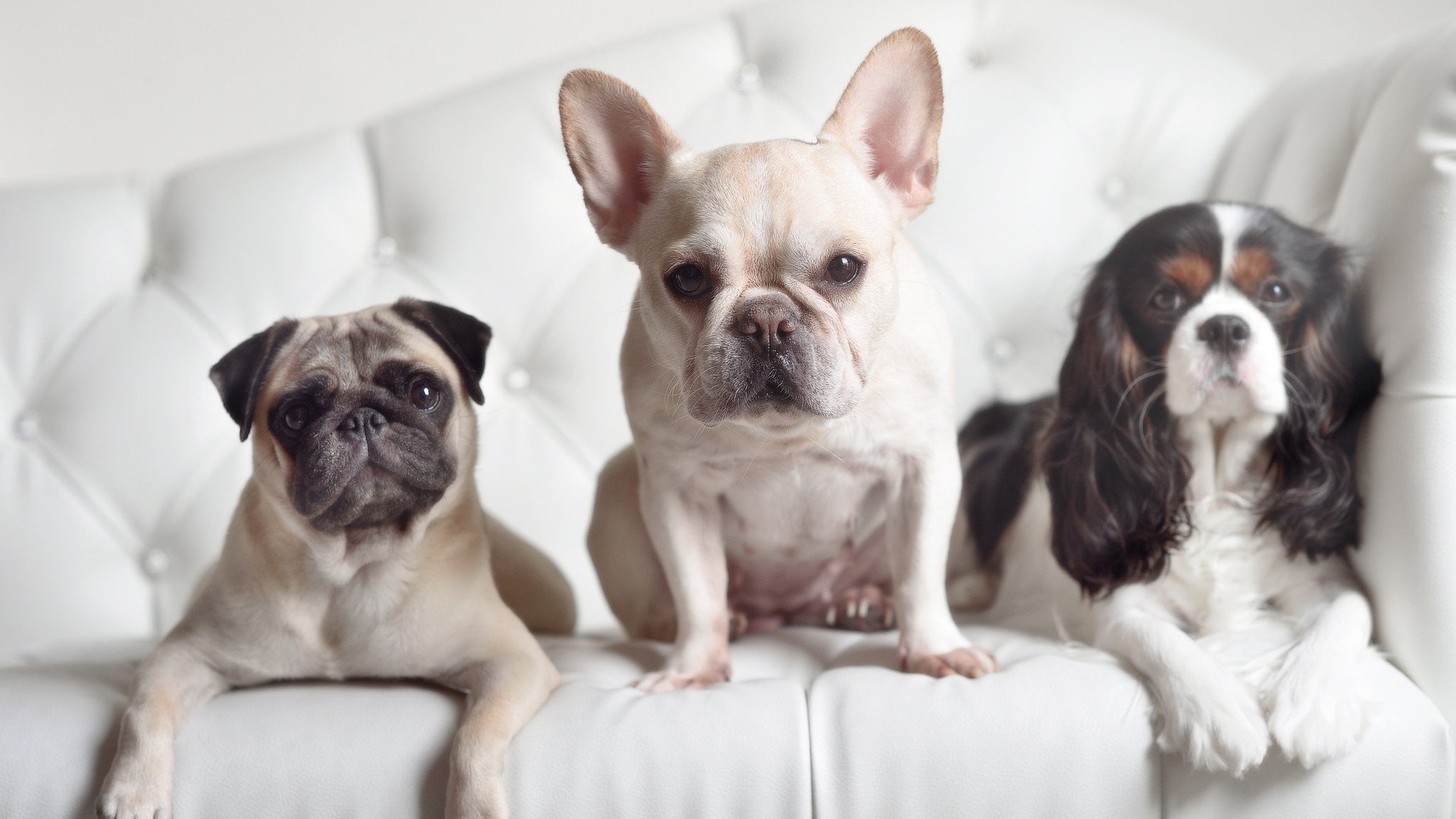 Kaiyun(中国)开云-大屏幕上的欢呼声：欧冠夜晚的狂热心情